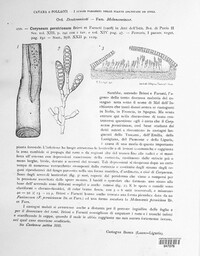 Image of Coryneum perniciosum